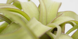 Plantas Noar - Tillandsias - Plantas aéreas