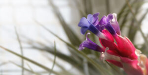 Plantas Noar - Tillandsias - Plantas aéreas