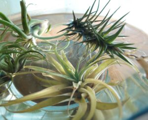 Como regar as tillandsias
