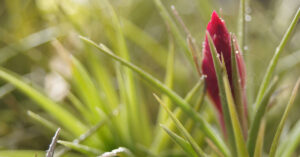 regar as tillandsias