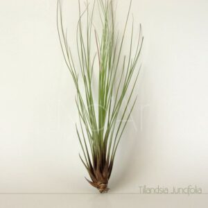 Tillandsia Juncifolia - Plantas No'Ar