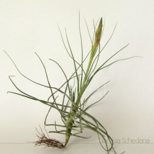 Tillandsia schiedeana - Plantas No'Ar