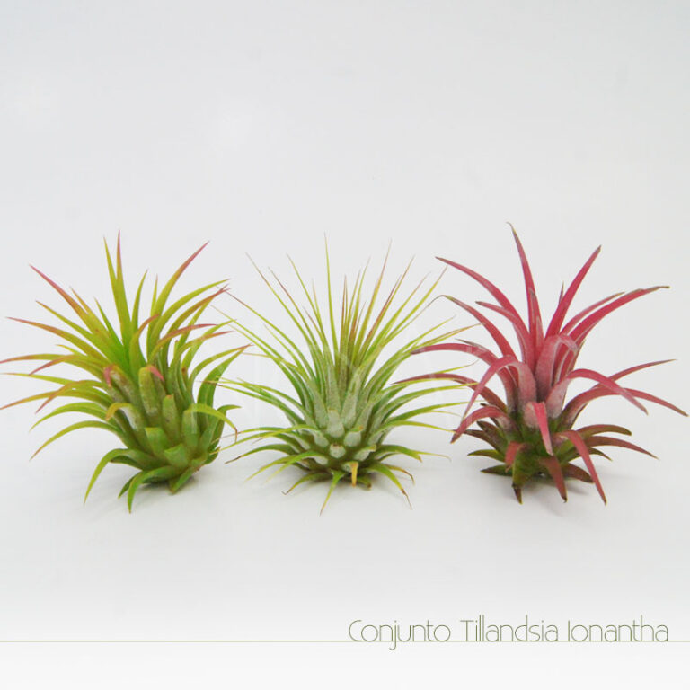 Set Di 3 Tillandsie Vive – Ionantha Rubra, Ionantha V Ionantha E Ionantha Scaposa – Piante Aeree Rosse, Alte Fino A 10 Cm, Facili Da Curare, Per Decorazione Casa E Terrari