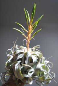 Tillandsia Xerographica