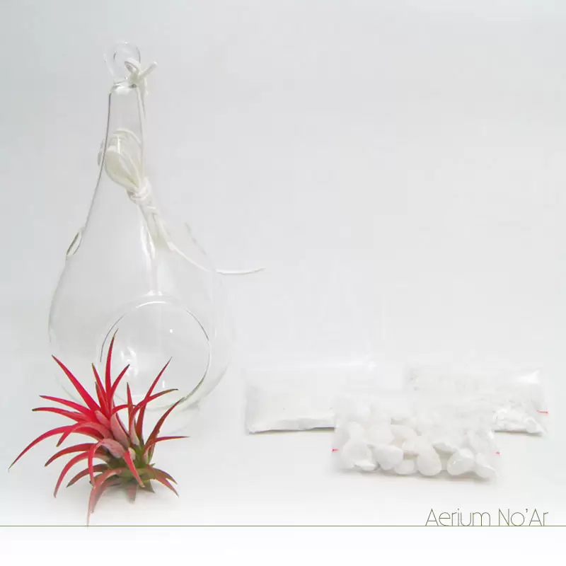 Aerium Gota Branco Pequeno