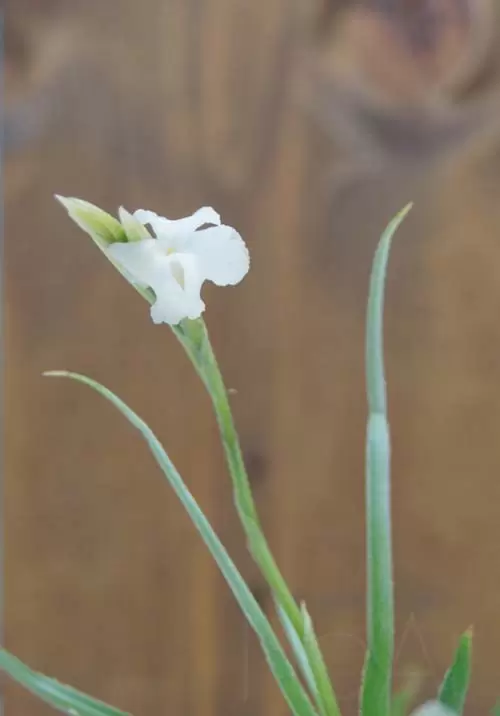 Tillandsia Reichembachii em flor - Plantas NoAr