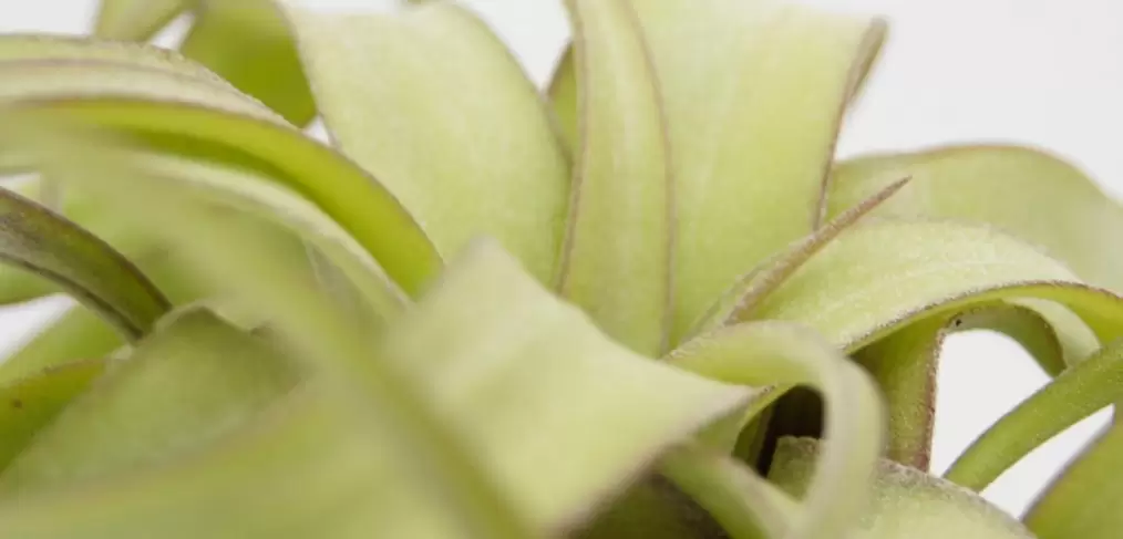 Plantas Noar - Tillandsias - Plantas aéreas