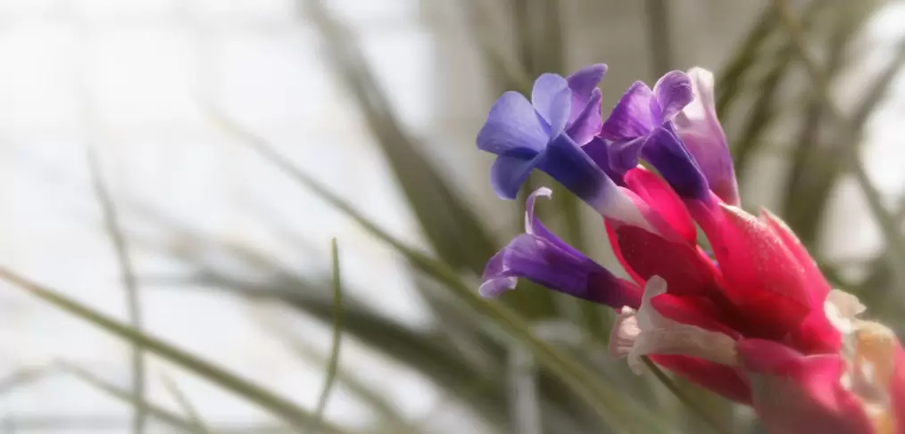 Plantas Noar - Tillandsias - Plantas aéreas