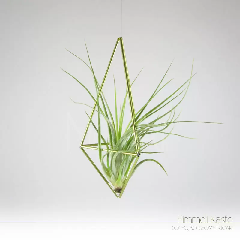 Himmeli Kaste - PlantasNoAr - Scaposa