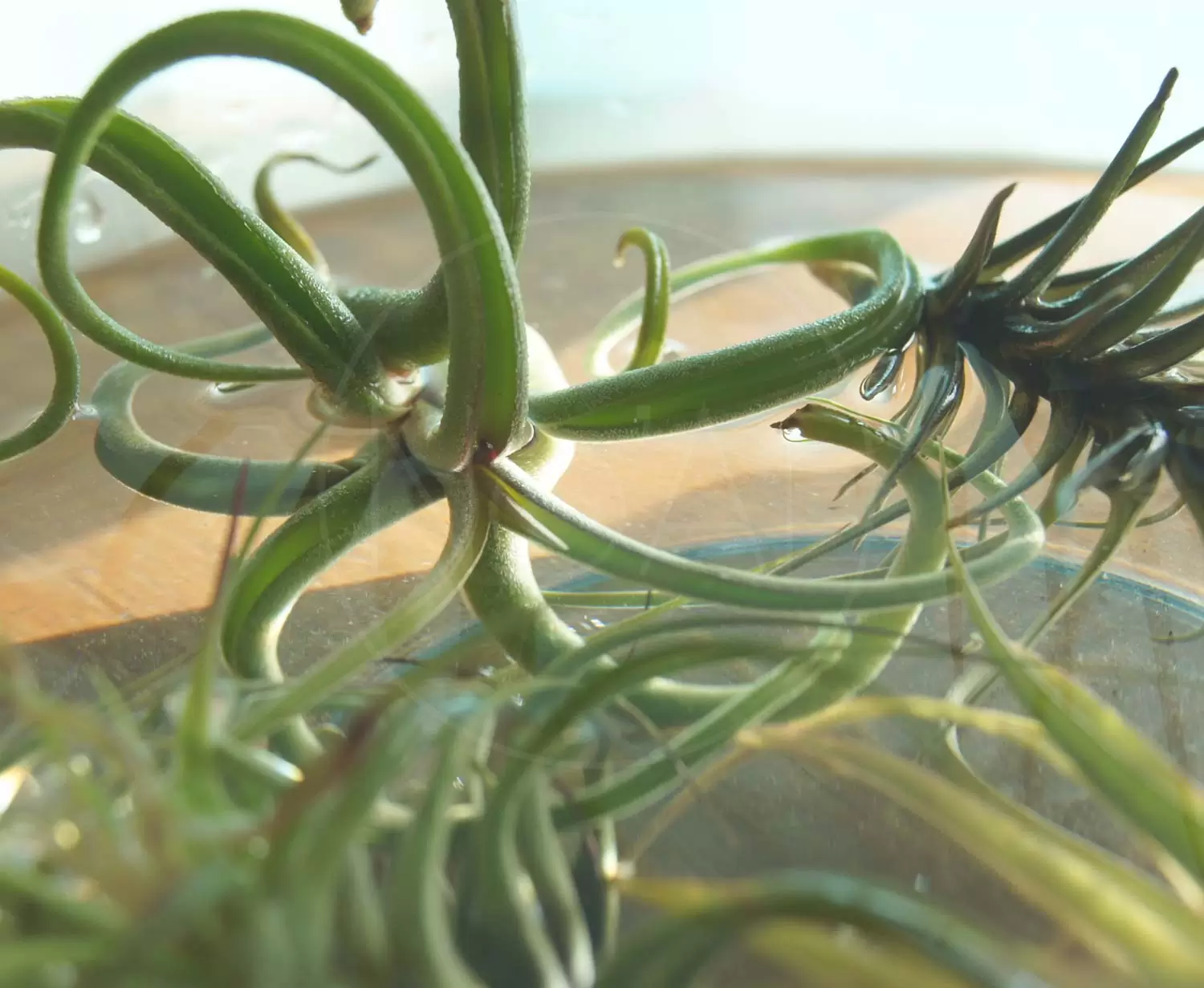 Tillandsias calor e humidade