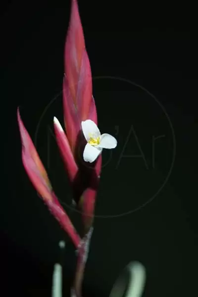 Tillandsia calor e humidade