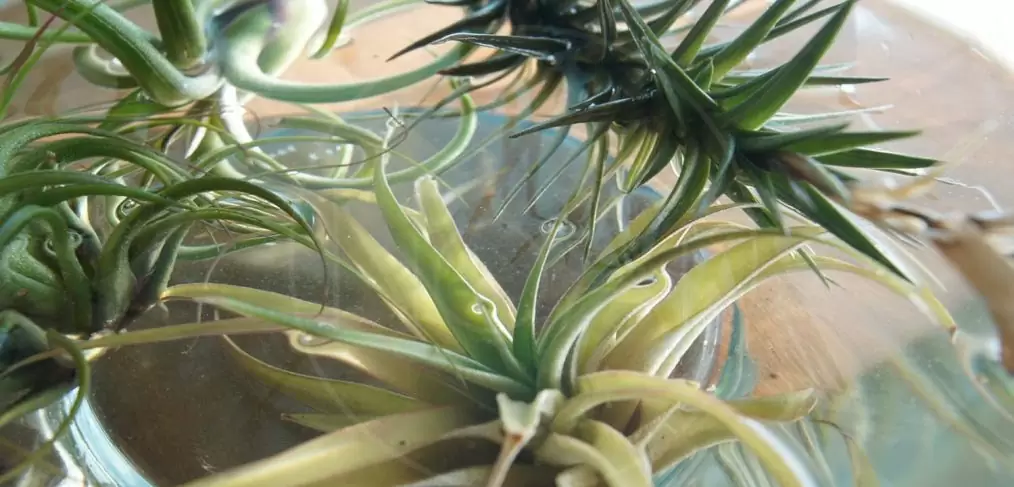 Como regar as tillandsias