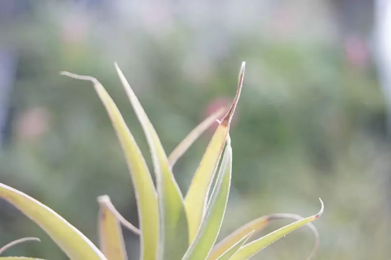 Cuidados com as aéreas - Plantas No'Ar