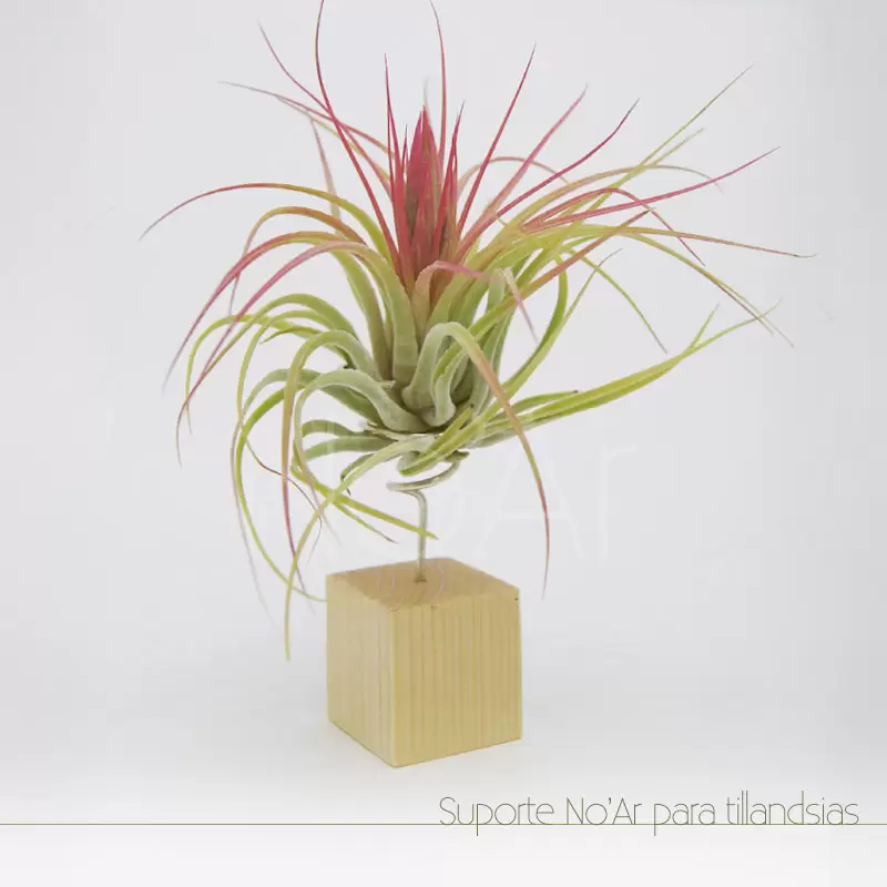 Suporte para tillandsia - Plantas No'Ar