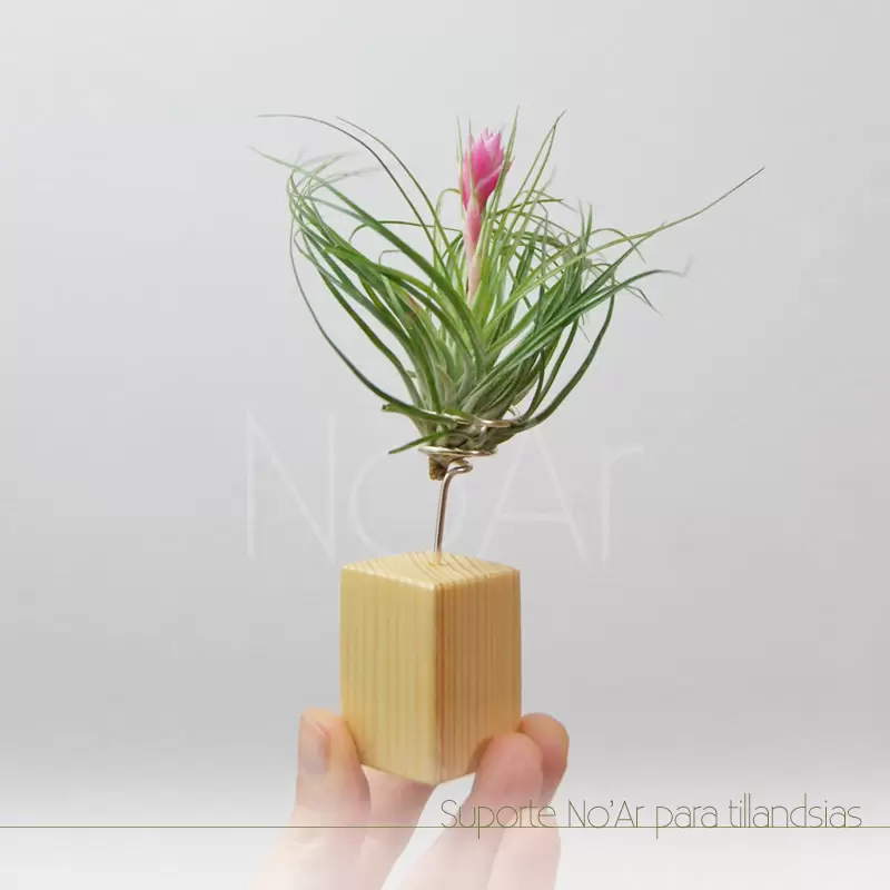 Suporte para tillandsia - Plantas No'Ar