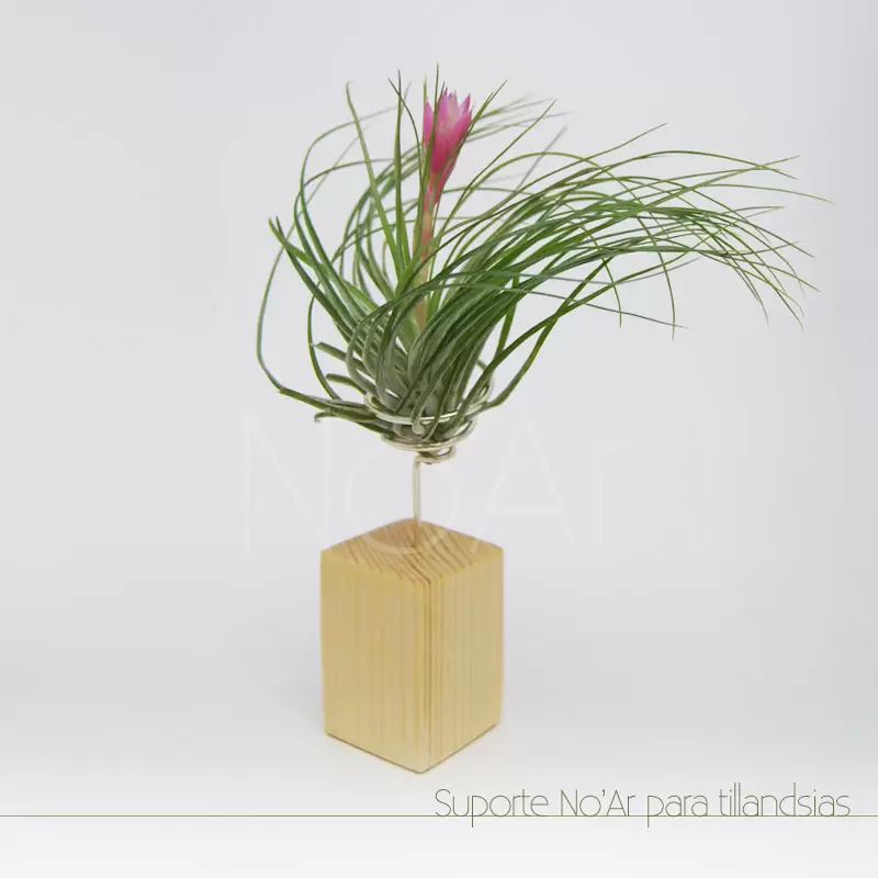Suporte para tillandsia - Plantas No'Ar