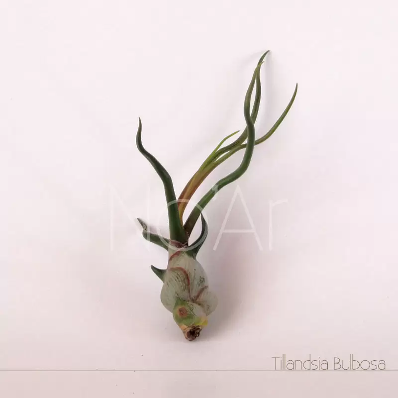 Tillandsia Bulbosa Média