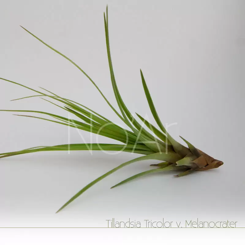 Tillandsia Melanocrater Tricolor - Plantas NoAr