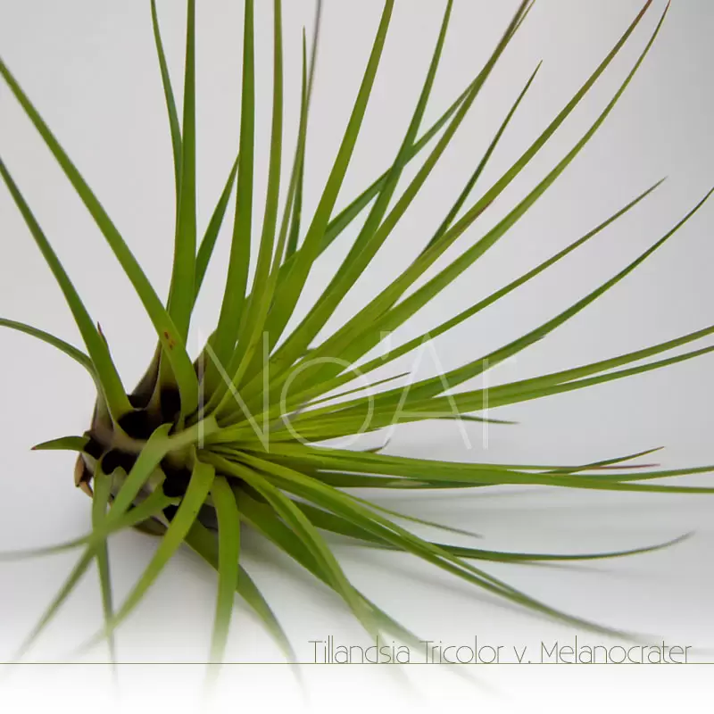 Tillandsia Melanocrater - Plantas NoAr