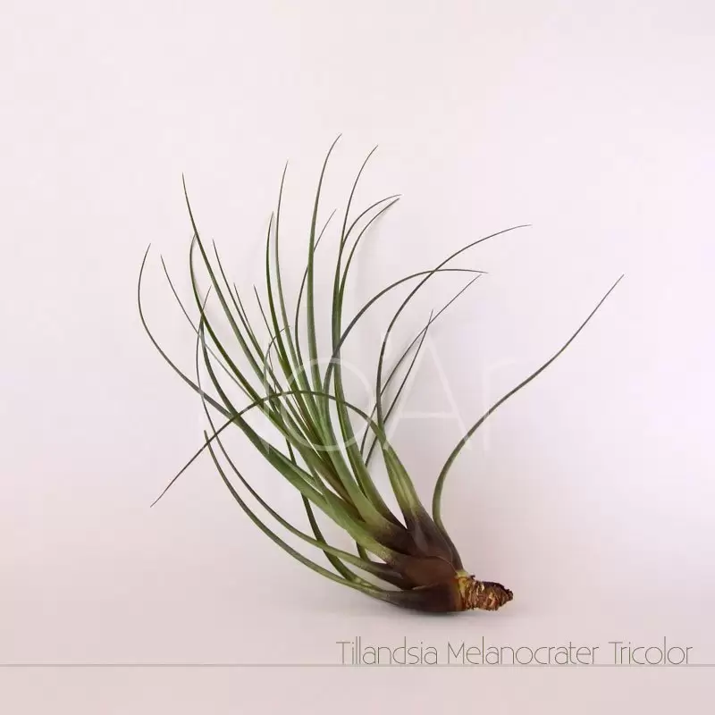 Tillandsia tricolor v. melanocrater