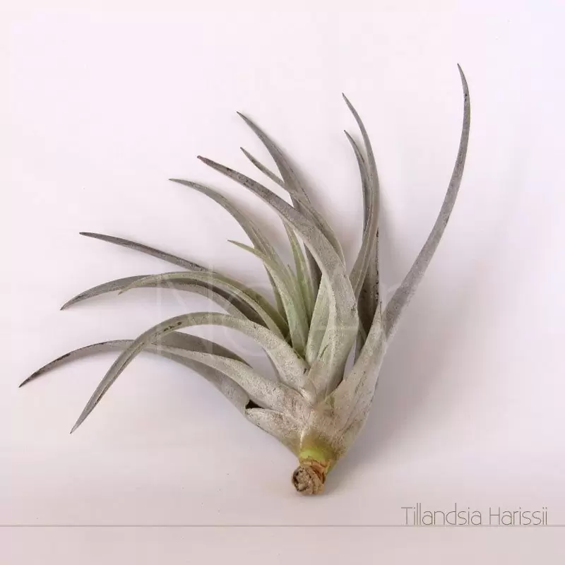 Tillandsia Harrisii
