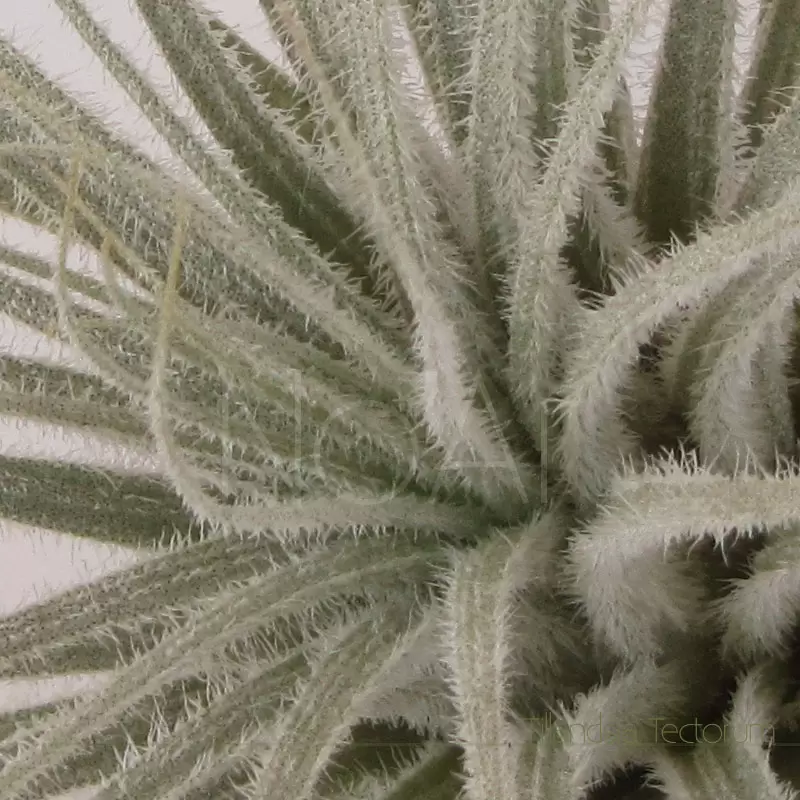 Tillandsia Tectorum