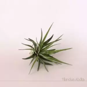 Tillandsia Abdita - Plantas No'Ar