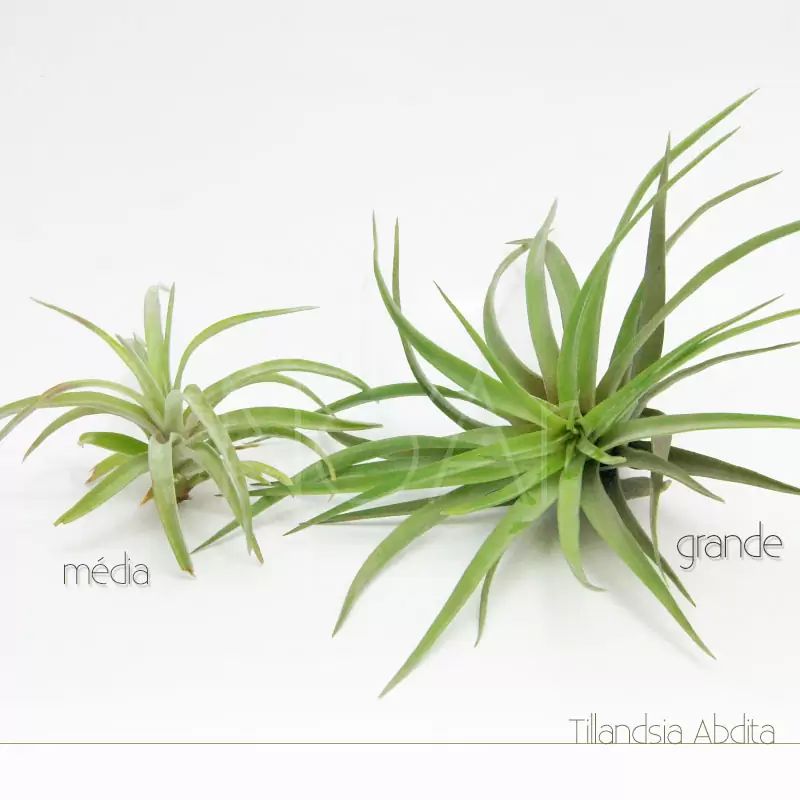 Tillandsia Abdita - Plantas No'Ar