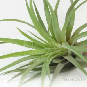 Tillandsia Abdita - Plantas No'Ar