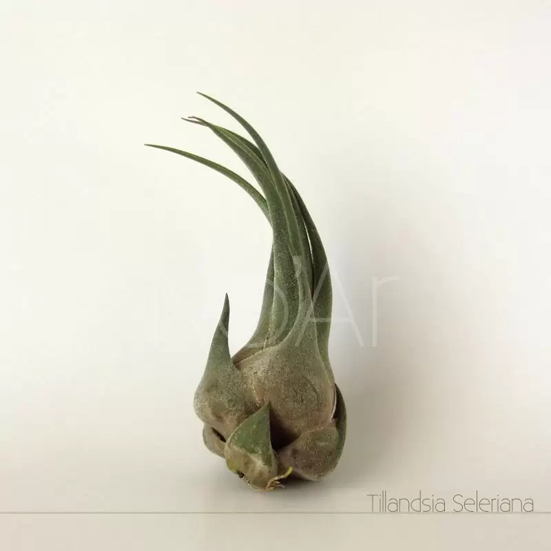 Tillandsia Seleriana - Plantas No'Ar