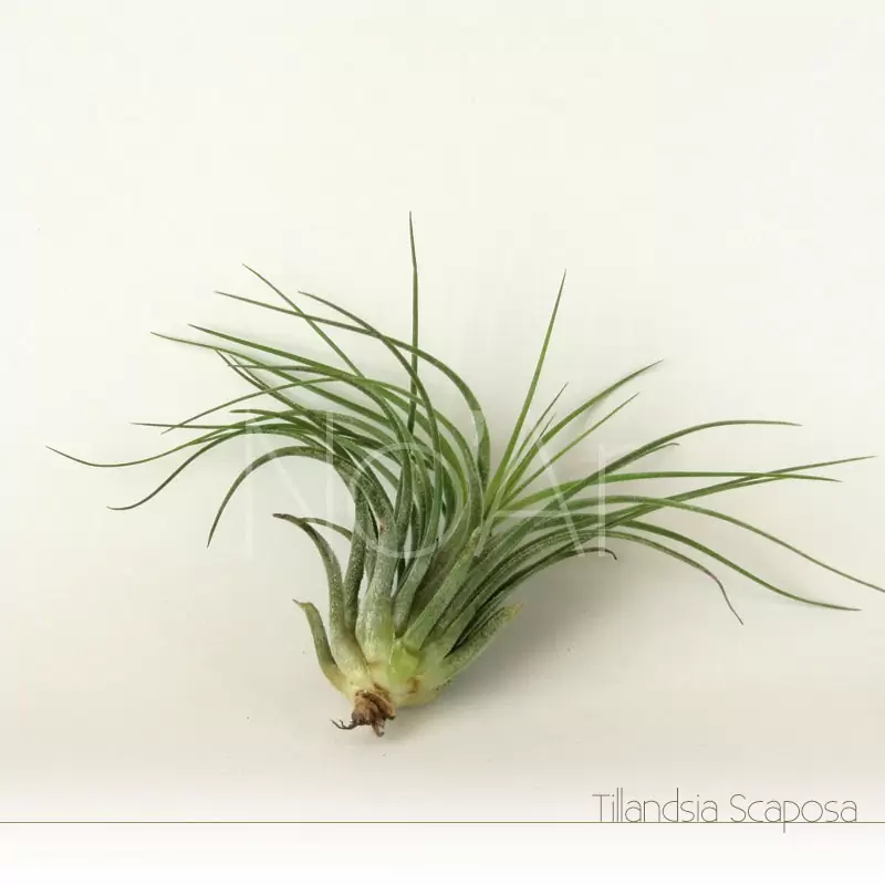 Tillandsia Scaposa - Plantas NoAr