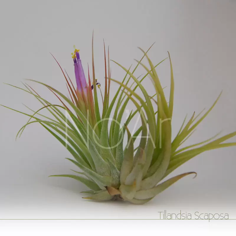 Tillandsia Scaposa com filhote e flores - Plantas NoAr