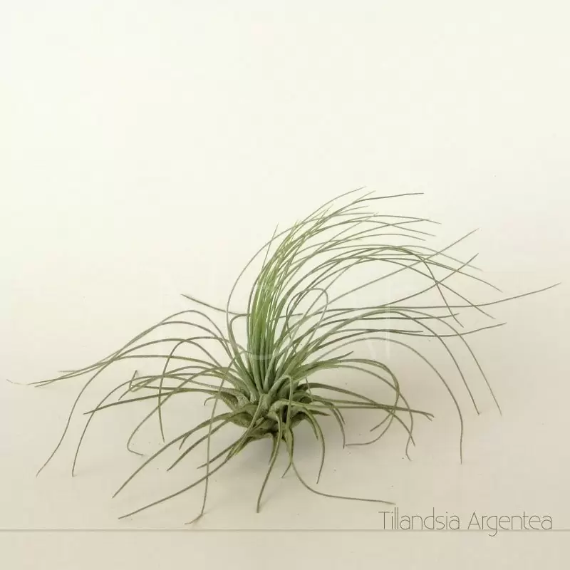 Tillandsia Argentea - Plantas No'Ar