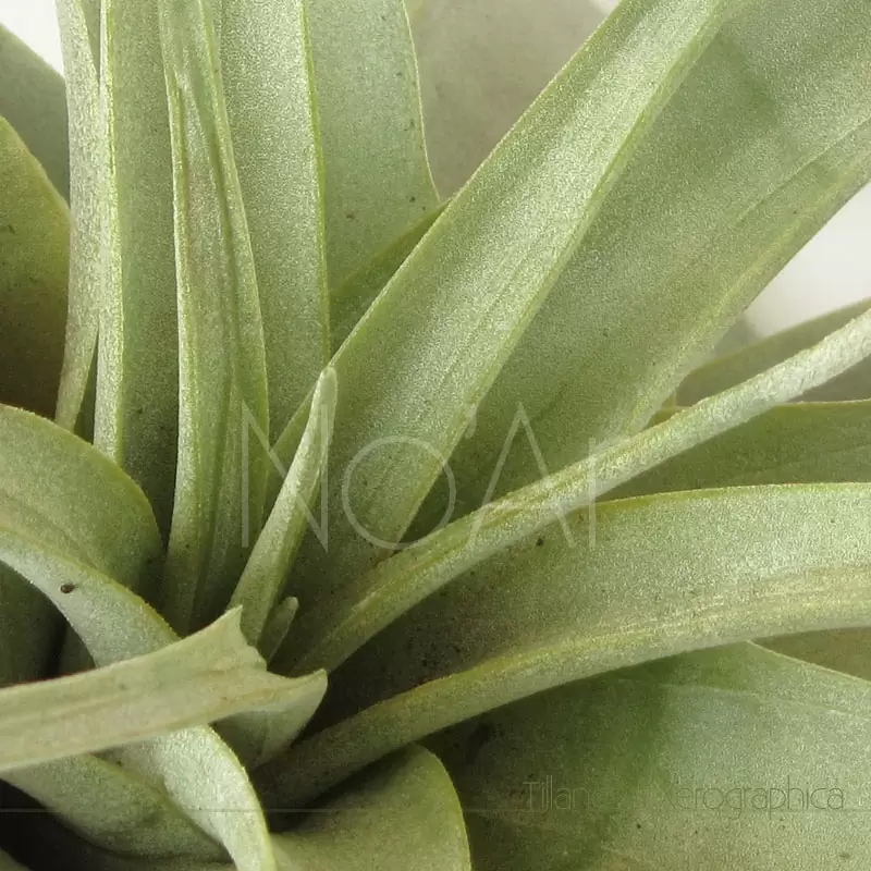 Tillandsia Xerographica - Plantas No'Ar