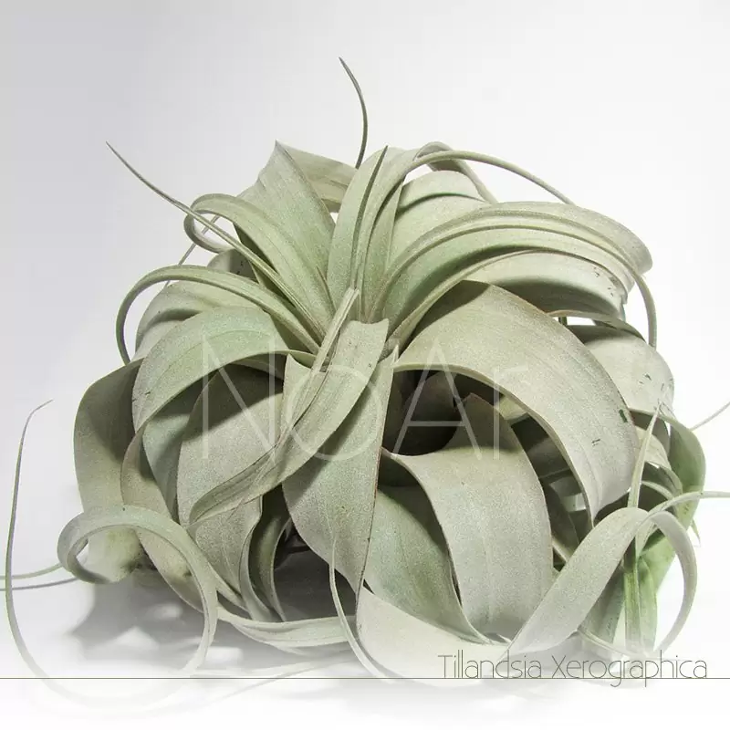 Tillandsia Xerographica - Plantas NoAr