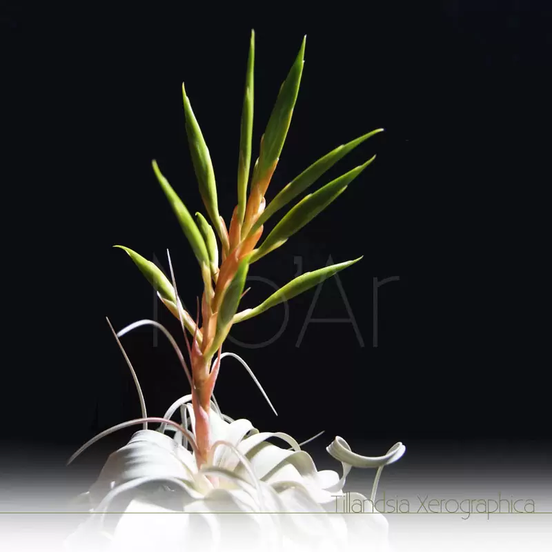 Tillandsia Xerographica com haste floral