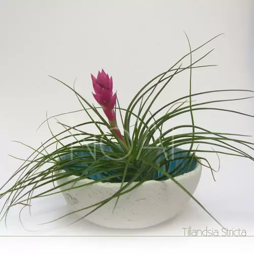 Tillandsia Stricta
