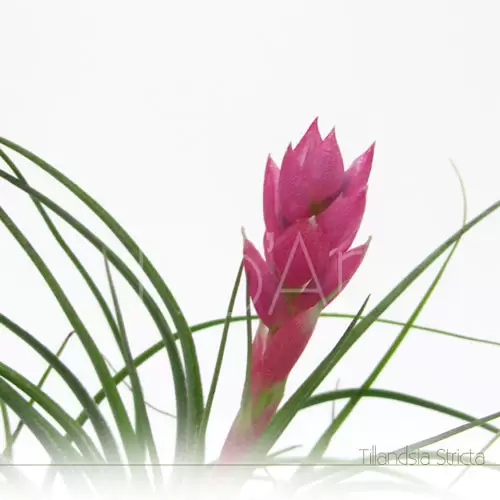 Tillandsia Stricta em flor - Plantas No'Ar