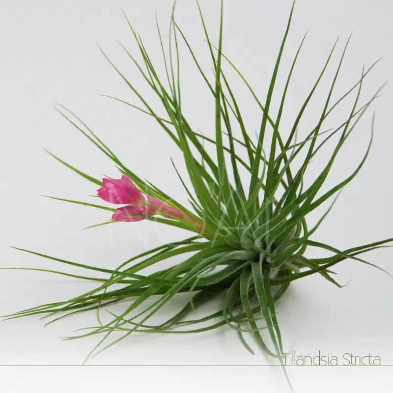 Tillandsia Stricta em flor - Plantas No'Ar