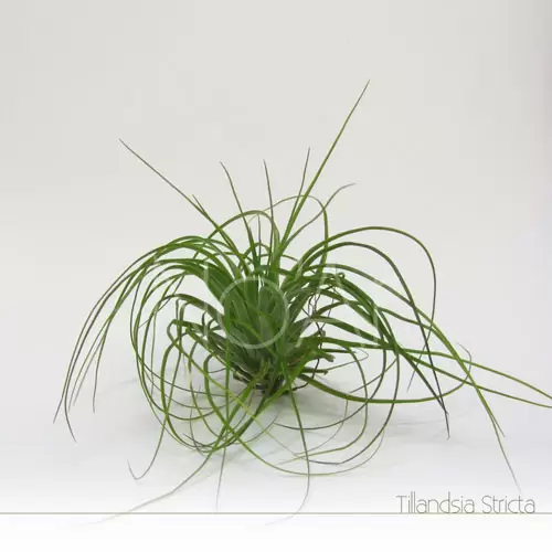 Tillandsia Stricta - Plantas No'Ar