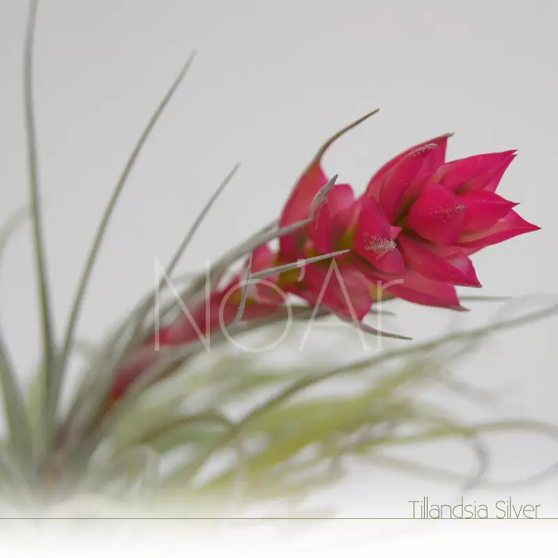 Tillandsia Silver em flor - Plantas NoAr
