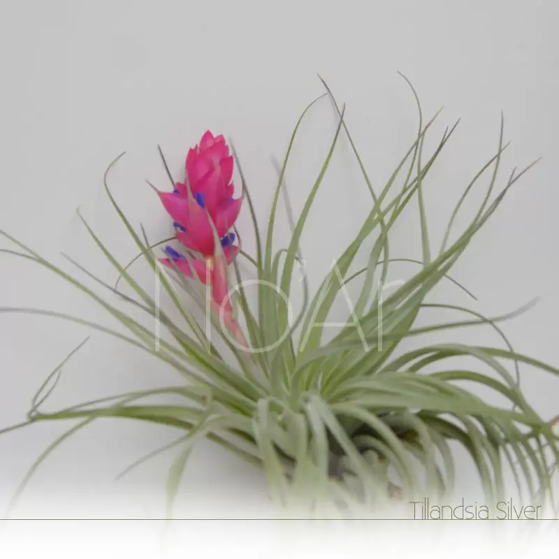 Tillandsia Silver em flor - Plantas No'Ar
