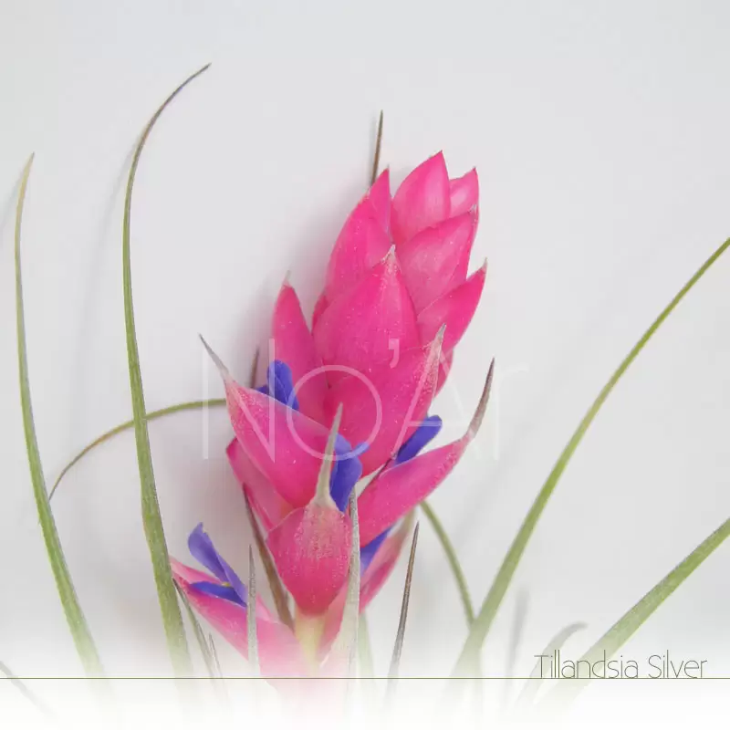 Tillandsia Silver em flor - Plantas No'Ar