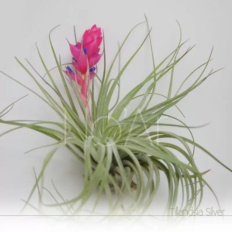 Tillandsia Silver em flor - Plantas No'Ar