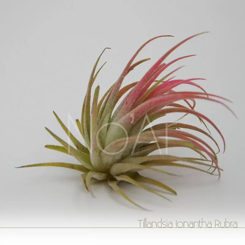 Tillandsia Rubra - Plantas NoAr