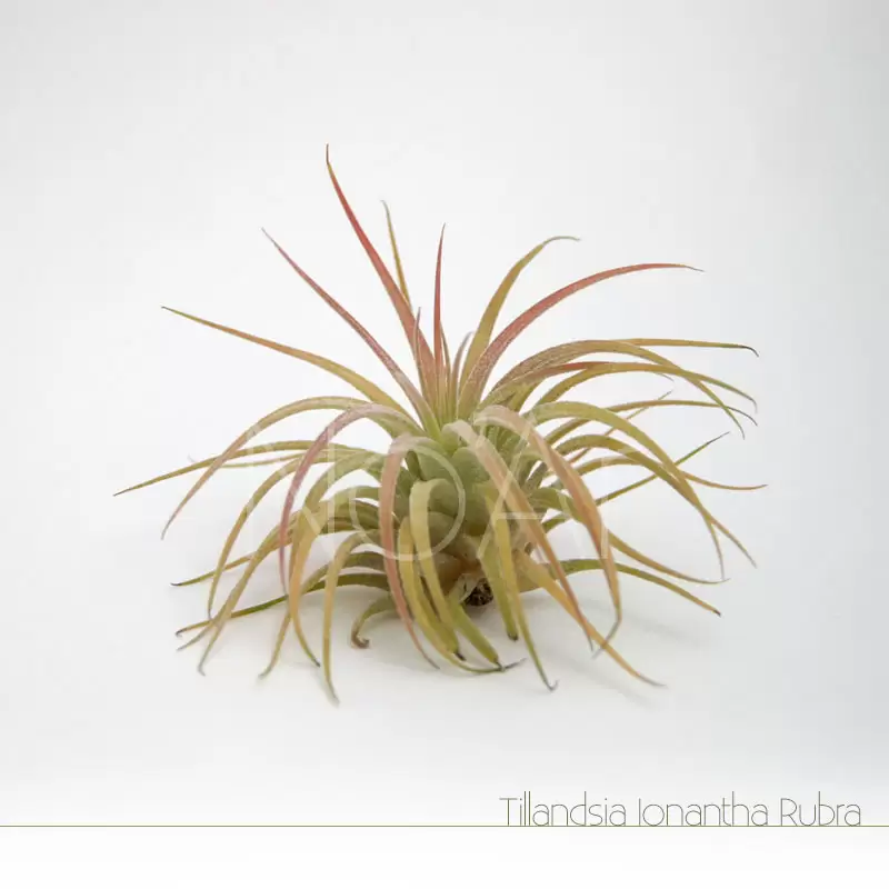 Tillandsia Ionantha Rubra - Plantas NoAr