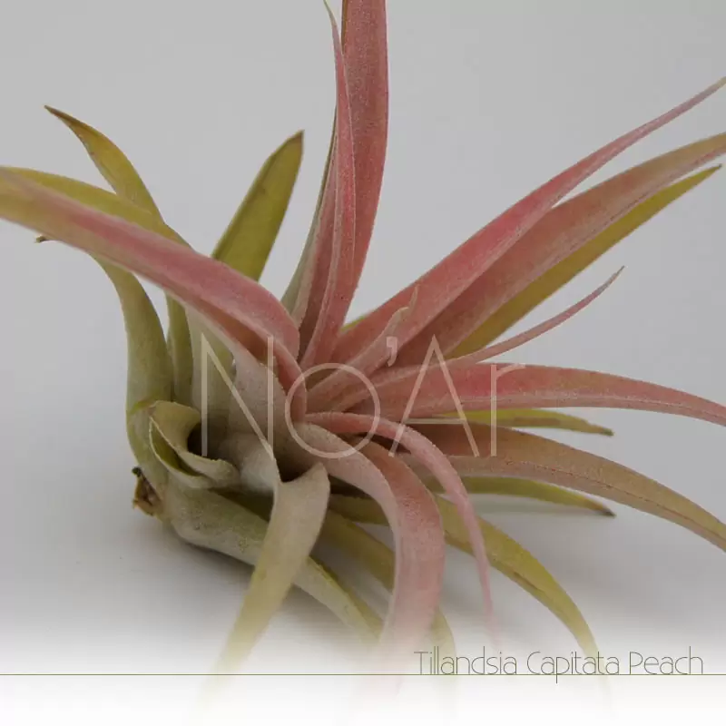 Tillandsia Capitata Peach - Plantas NoAr