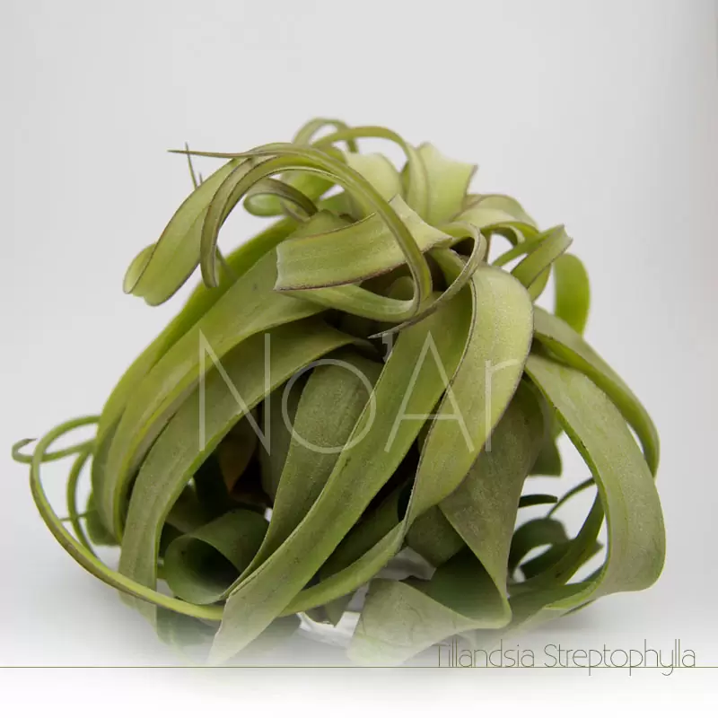 Tillandsia streptophylla - Plantas No'Ar