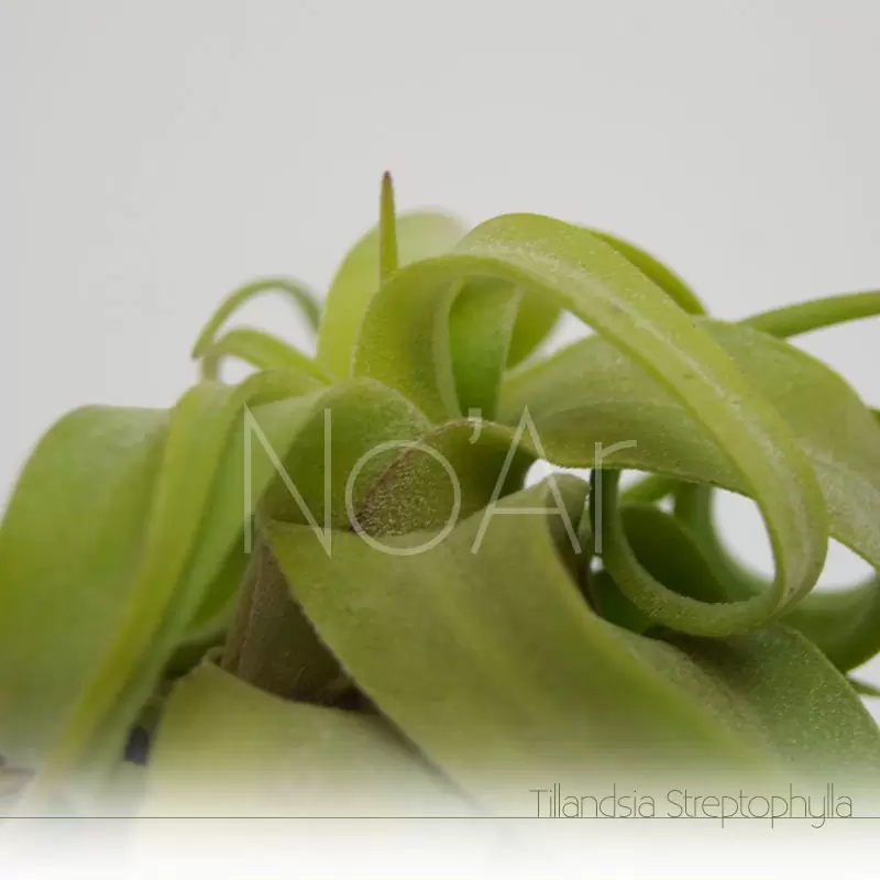 Tillandsia streptophylla - Plantas No'Ar