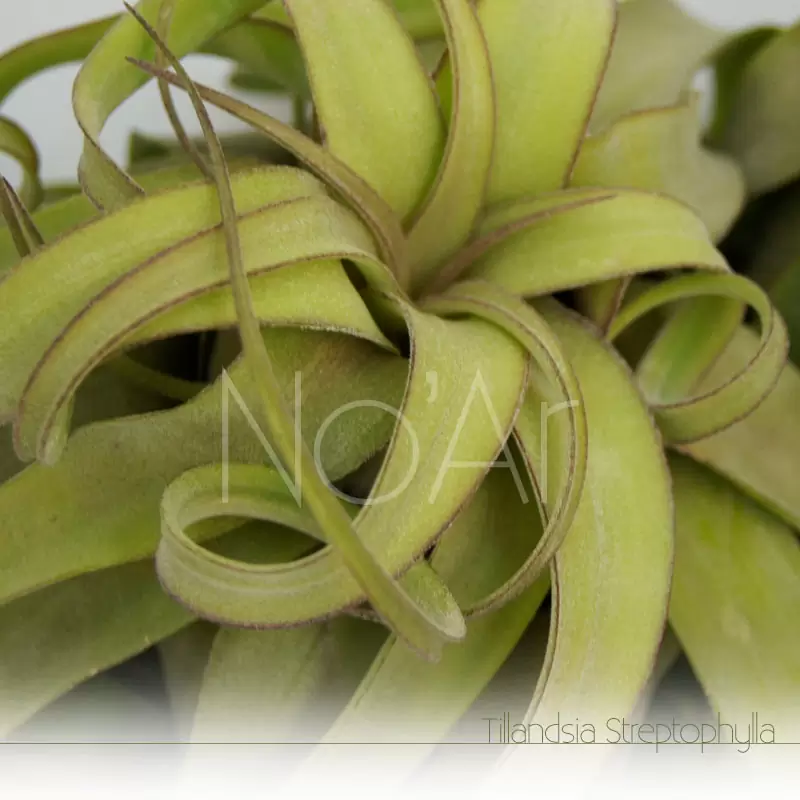 Tillandsia streptophylla - Plantas No'Ar